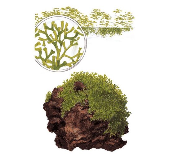 Риччия и маршанция