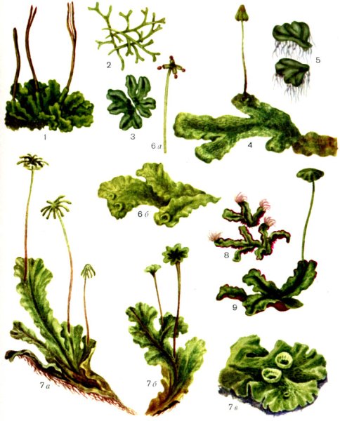 Риччия и маршанция