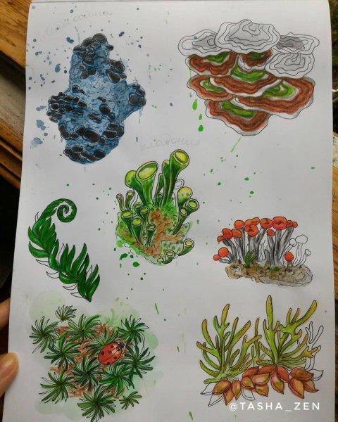 Мох карандашом