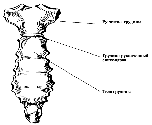 Грудина анатомия человека строение