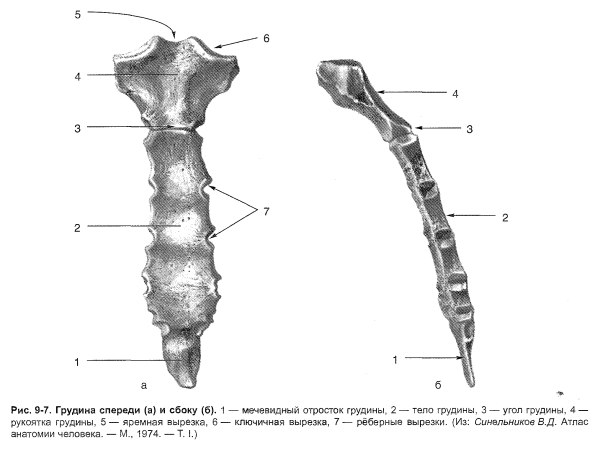 Грудина вид спереди анатомия