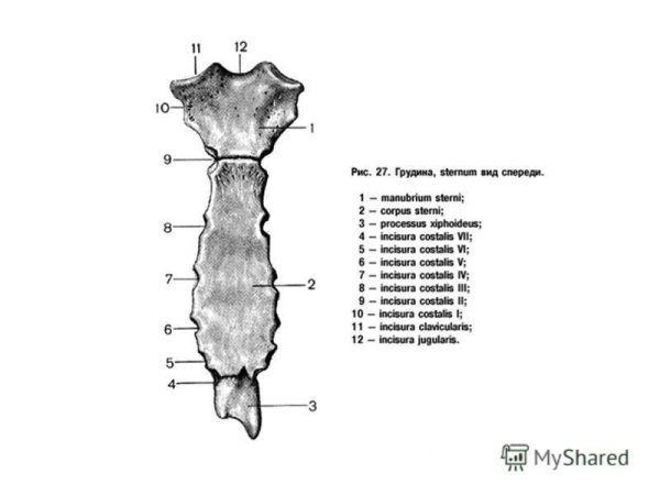Грудина manubrium Sterni