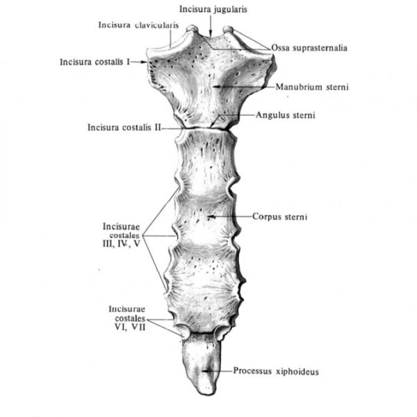 Грудина анатомия латынь