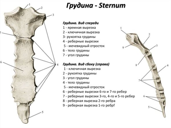 Реберные вырезки грудины