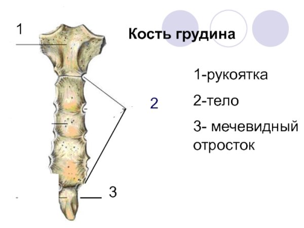 Грудина рукоятка тело и мечевидный отросток