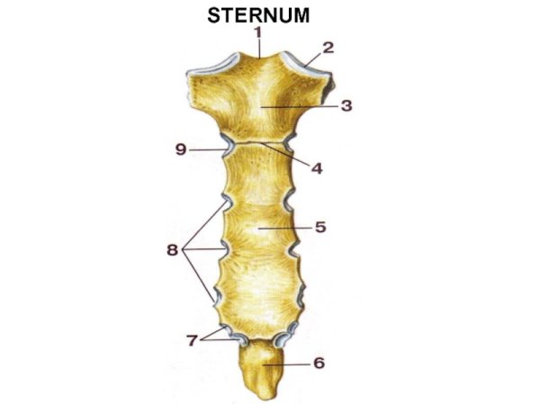Строение грудины анатомия