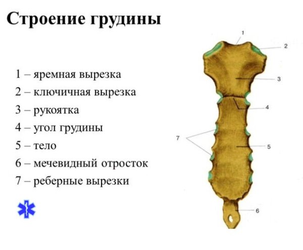 Рукоятка грудины тело грудины мечевидный отросток