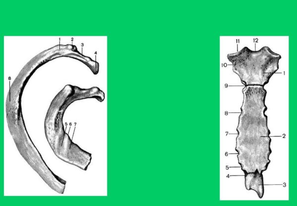 Ребра и Грудина анатомия