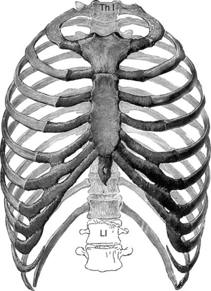 Грудная клетка, рёбра, Грудина