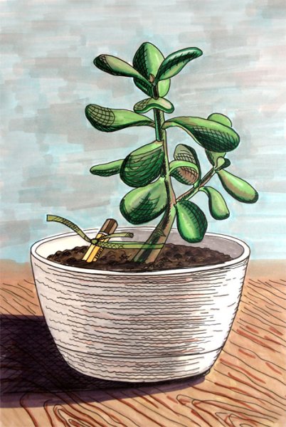 Толстянка побеги