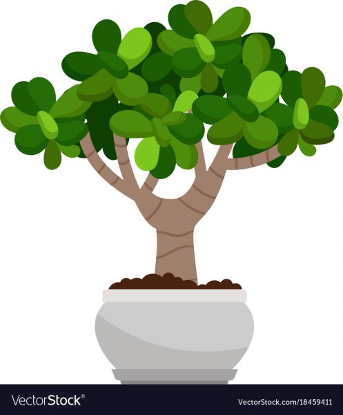 Толстянка Векторсток