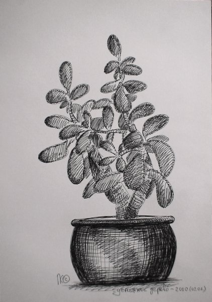 Денежное дерево карандашом