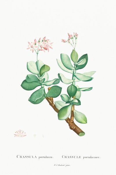 Толстянка Ботанический ботаничартинка