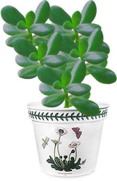 Комнатное растение денежное дерево рисунок