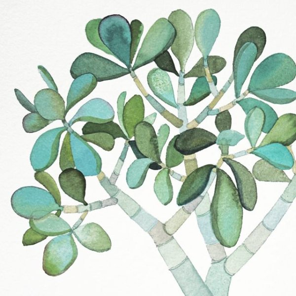 Толстянка денежное рисунок