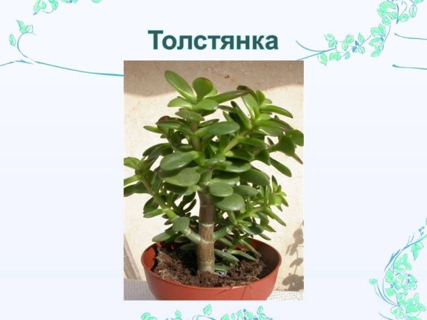 Толстянка денежное дерево Родина
