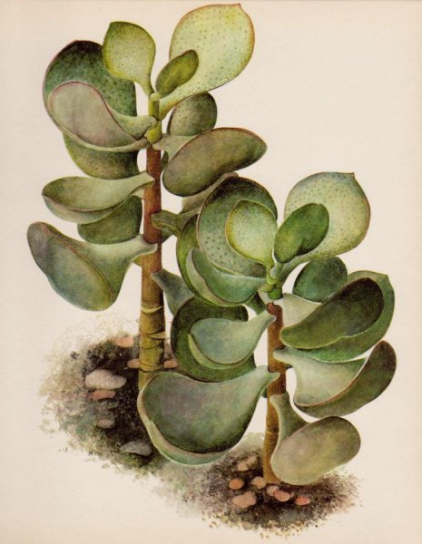 Толстянка Ботанический ботаничартинка