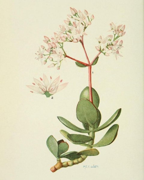 Толстянка Ботанический ботаничартинка