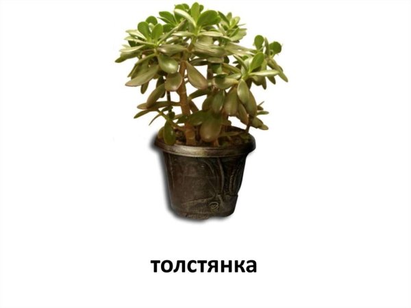 Комнатные растения для дошкольников толстянка