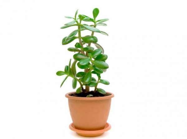 Толстянка - зелёный лекарь.