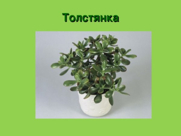 Толстянка комнатное растение Родина растения