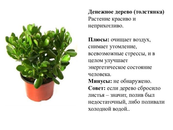 Толстянка комнатное растение Родина растения