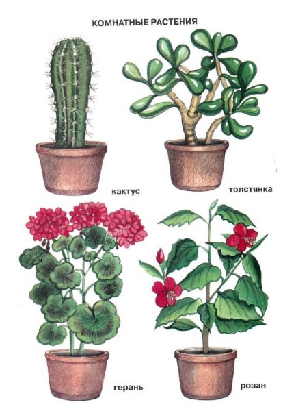 Комнатные цветы для детей