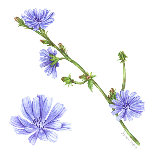 Цикорий обыкновенный Фармакогнозия