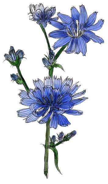 Цикорий обыкновенный рисунок