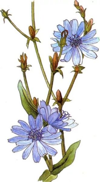 Цикорий обыкновенный Ботанический рисунок