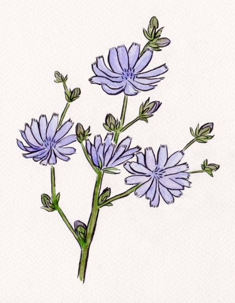 Цикорий обыкновенный рисунок