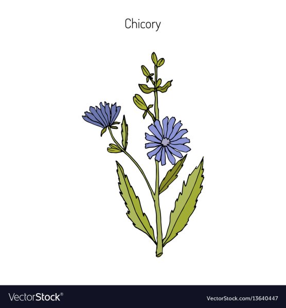 Цикорий нарисовать