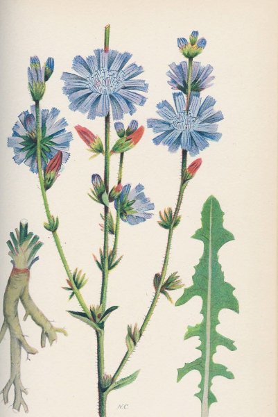 Цикорий обыкновенный сорные растения