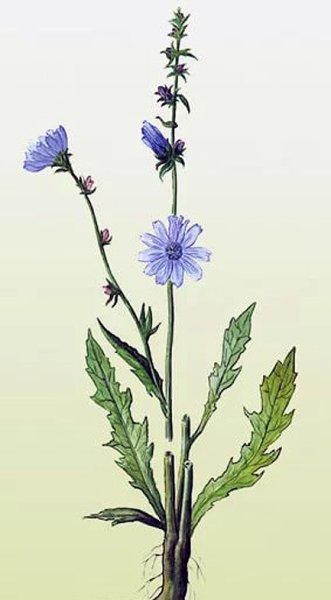 Цикорий обыкновенный рисунок