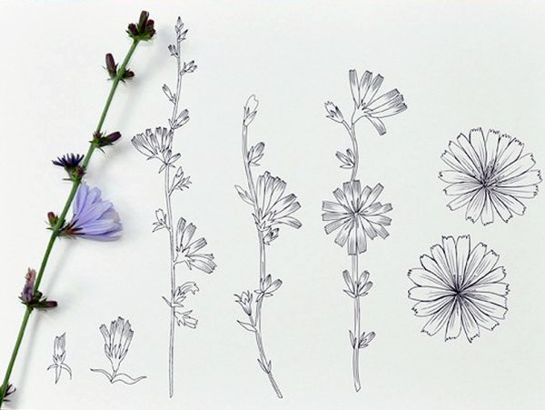 Цикорий обыкновенный Ботаническая Графика