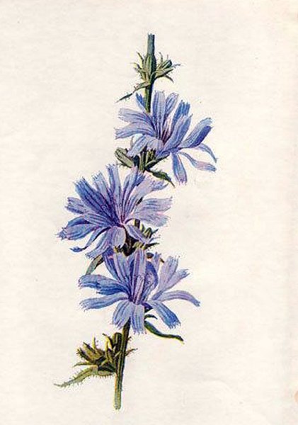 Ботанический атлас цикорий