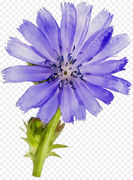 Цикорий цветок