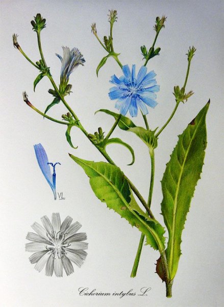 Цикорий обыкновенный — Cichorium intybus l.