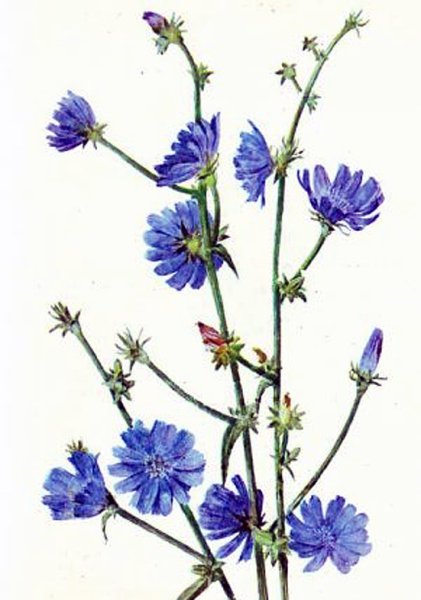 Цикорий цветок