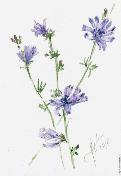 Цветы цикорий акварель