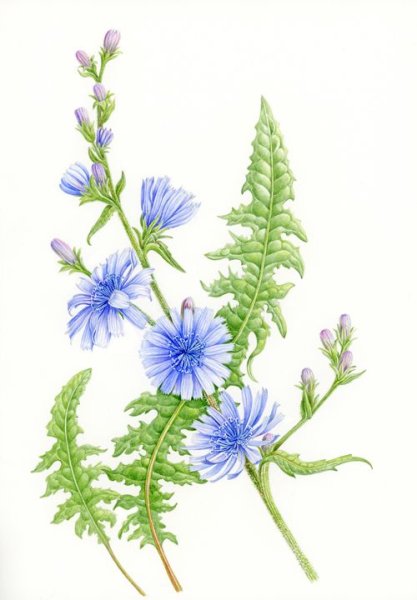 Cichorium intybus Ботанический рисунок