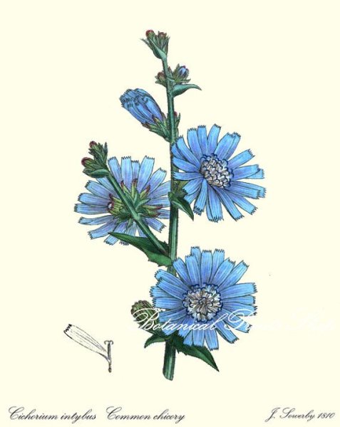 Цикорий Ботаническая иллюстрация