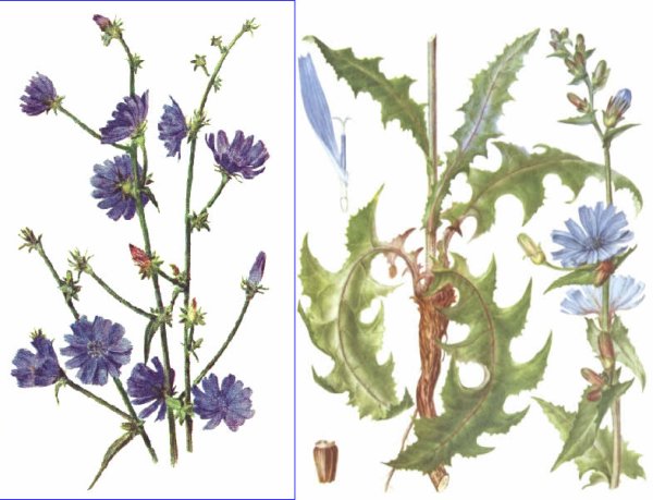 Цикорий строение растения