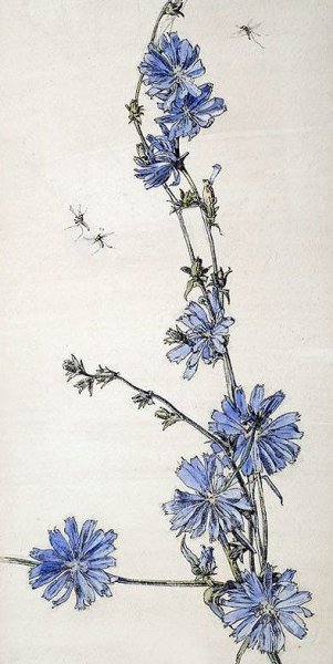 Ботанический атлас цикорий