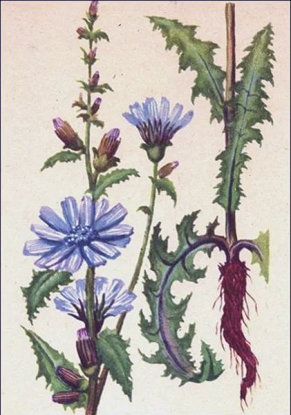Cichorium intybus Ботаническая иллюстрация