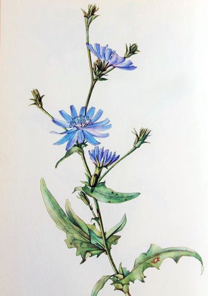 Цикорий Ботаническая иллюстрация
