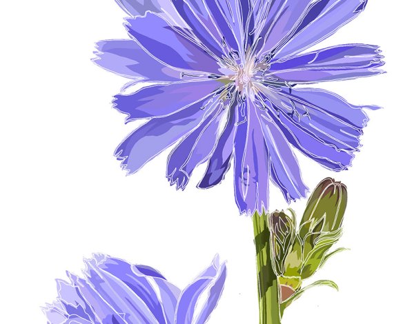 Цикорий обыкновенный на прозрачном фоне