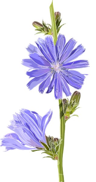 Цикорий обыкновенный стебель