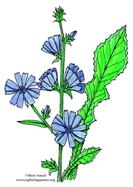 Сухой стебель цикория