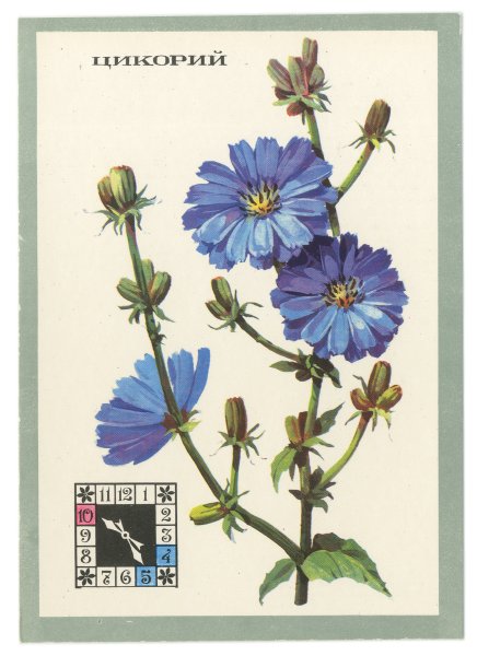 Цикорий Селиванов